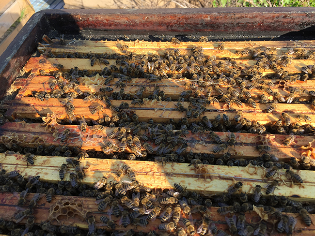 Bienen